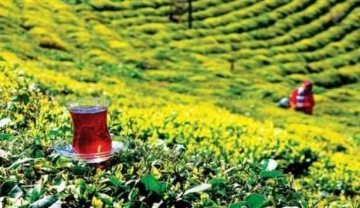 Türk çayı ocak-mart döneminde en fazla Belçika'ya ihraç edildi
