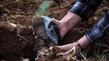 Türkiye&rsquo;nin ağaçlandırmadaki başarısına uluslararası ödül