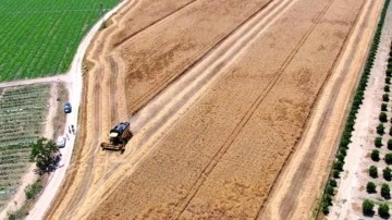 Türkiye'nin buğdayı için yol haritası hazır!