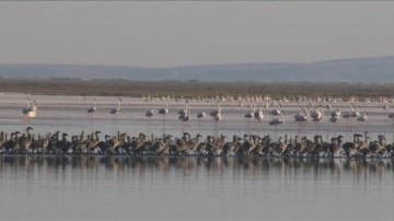 Tuz Gölü'nde bu yıl 4 bin 300 flamingo dünyaya geldi