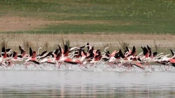 Tuz Gölü'ndeki flamingoların korunması için önlem