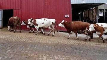 TZOB Başkanı'ndan 'damızlıklar kesime gidiyor' uyarısı!