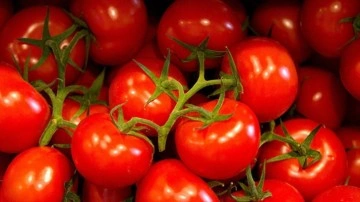 Ukrayna işgali sebze fiyatlarını düşürdü 16 lira olan domates 7 liraya indi