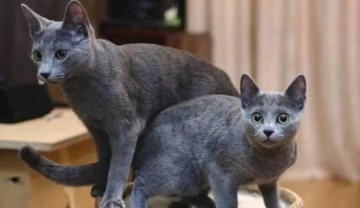 Uluslararası Kedi Federasyonu, Rus kedilerini yarışmalardan men etti