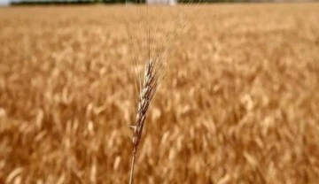 Ürküten tahmin: 15 milyon ton tahıl devre dışı kalabilir