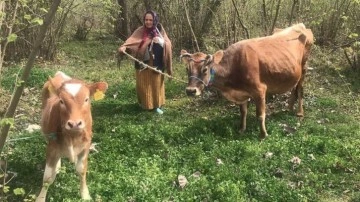 Validen istediği ineğe kavuşan kadın mutluluk gözyaşı döktü