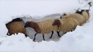 Van'da yoğun kar! Hayvanlarını beslemek için tünel kazdı
