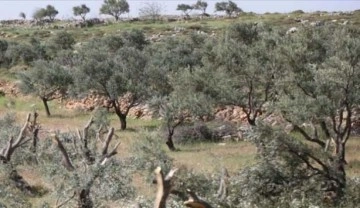 Yahudi yerleşimciler Filistinlilere ait onlarca zeytin ağacını söktü