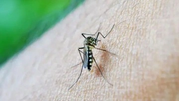 Yazın sivrisineklerden korunmak için ne yapmalıyız?