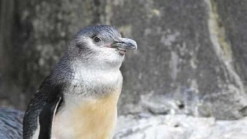 Yeni Zelanda kıyılarında yüzlerce küçük penguen ölü bulundu