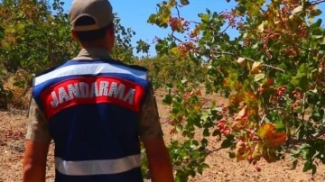 Yeşil altın için jandarma nöbete! Dronlarla korunuyor