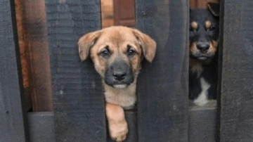 Yuva yıkan köpek! 9 yıllık evlilik tek celsede bitti