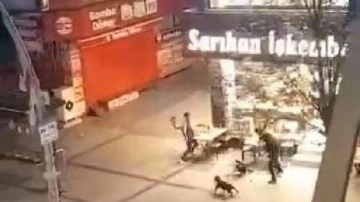 Zeytinburnu'nda pitbull ile gelip iş yerine saldırdılar